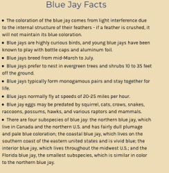 BlueJayFacts (Amer’cnExpetn’US) 2018Jan09&nbsp;@5.36PM