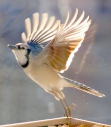 New Year BlueJay&nbsp;Flying