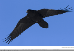 Screen Shot 2018-01-09 at 6.16.39&nbsp;PM