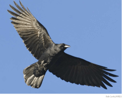 Screen Shot 2018-01-09 at 6.35.13&nbsp;PM